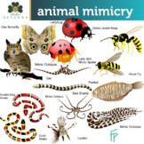 Animal Mimicry Clipart
