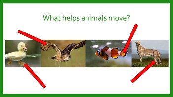 Animal Movement by Miss Cate's TpT | Teachers Pay Teachers