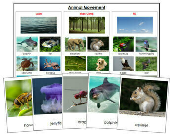 Animal Movement: Swim, Walk or Fly? - Sorting Cards & Control Chart