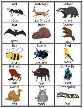 Preview of Animal Name English/Hebrew Flashcards School Vocabulary Word walls Printable