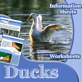 Animal Outlines: Ducks