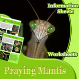 Animal Outlines: Praying Mantis