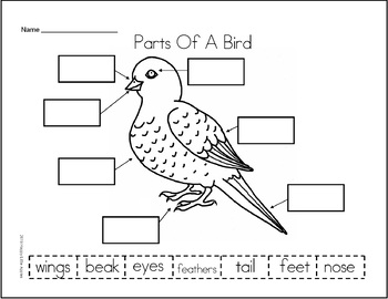 View Birds Body Parts Worksheets Background | methodsofbusinesssuccess