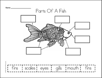 Animal Parts Cut & Paste Worksheet Set (Mammal, Fish, Reptile ...