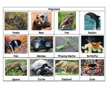 Animal Parts Game:  Exploring Animal Body Parts and Their Uses