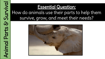 Preview of Animal Parts & Survival GoogleSlides - EDITABLE