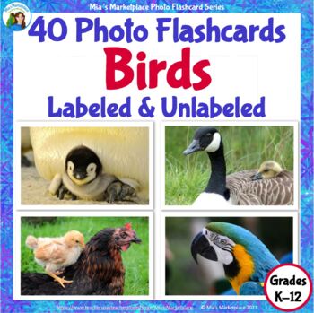 Preview of 40 Animal Photo Flashcards: Birds