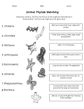 Animal Phyla Chart Answers
