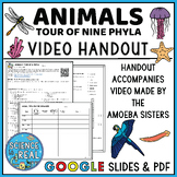 Animal Phyla Video Handout - Amoeba Sisters Video Handout