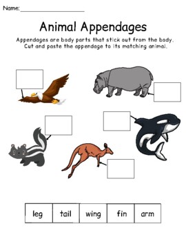 Animal Physical Characteristics - Appendages by Elle Bennett | TPT