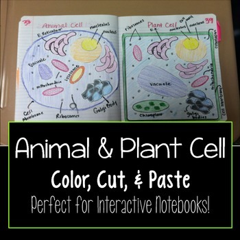 Preview of Animal Cell and Plant Cell Cut & Paste