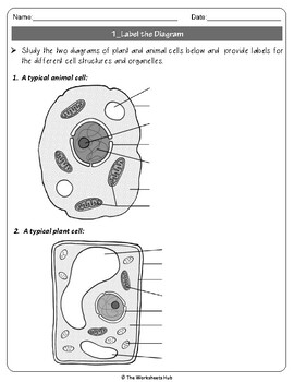 Animal & Plant Cell: Label the Diagram and Differences Table | TPT