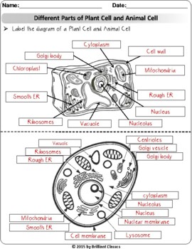 Animal Plant Cell Review Research Worksheets Digital Distance Learning