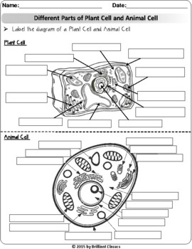 Preview of Animal/Plant Cell:Review/Research Worksheets | Digital Distance Learning