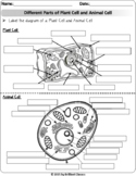 Animal/Plant Cell:Review/Research Worksheets | Digital Dis