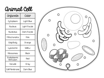 Animal and Plant Cell Match and Color Pages FREEBIE by ...