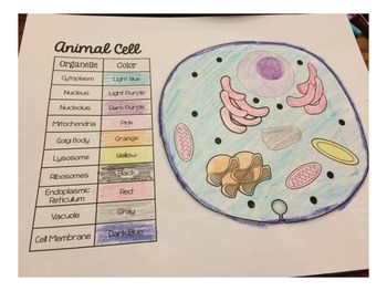 Animal and Plant Cell Match and Color Pages FREEBIE by Smith Science and Lit