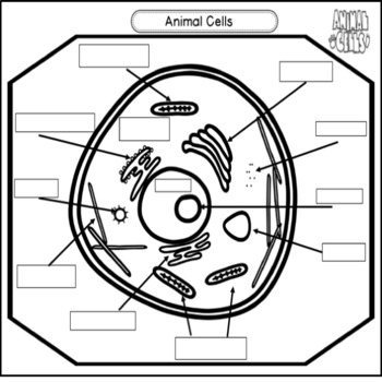 Animal & Plant Cells for Elementary Students by Teacher Trish | TPT