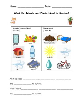 Animal/Plant Needs Worksheet- Kindergarten by Cerises Classroom | TPT