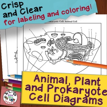 Preview of Animal Plant Prokaryote Cell Coloring Diagram and Question Pages