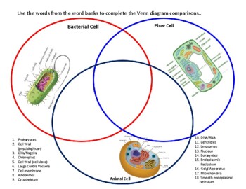 Animal, Plant and Bacteria Venn Diagram by Tom Diab | TPT