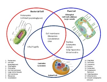 Animal, Plant and Bacteria Venn Diagram by Tom Diab | TPT
