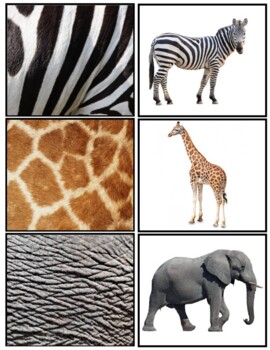 Animal Print Match Up by Bailey Kirchoff-Sleet | TPT
