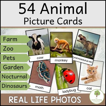 Preview of Animal Real Picture Cards for Category Sorting | Picture Sorts | Vocab Work