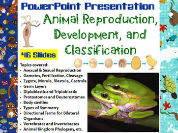 Preview of Animal Reproduction, Development, and Classification PowerPoint Presentation
