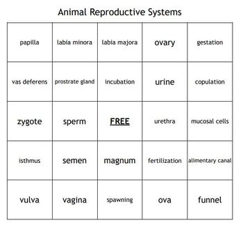 Animal Reproductive Systems Vocab Bingo for an Agriculture Animal Science  Course