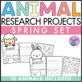 Animal Research Project Spring Set | Informational Writing