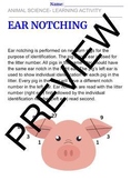 Animal Science: Animal ID-Pig Ear Notching Guided Activity