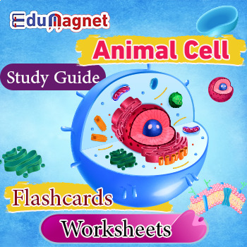 Preview of Animal Cell: Study Guide: Flash Cards: Worksheets
