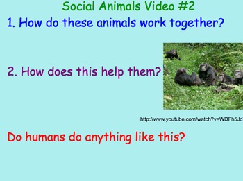 Animal Social Groups - Lesson Plan, Presentation, Videos, Teamwork Activity