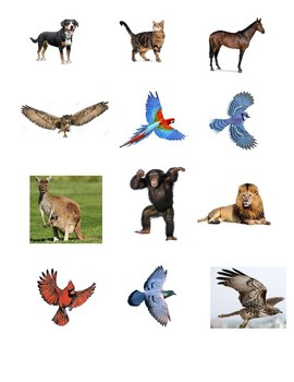 images of air animals