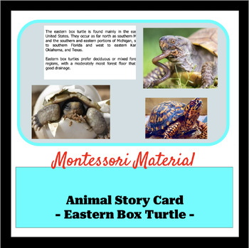 Preview of Animal Story Card - Eastern Box Turtle -