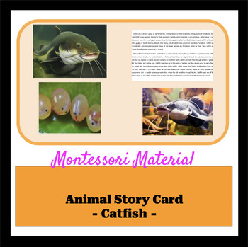 Preview of Animal Story Card Material - Catfish -