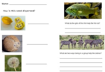 Preview of Animal Structures and Seed Dispersal Quick Check