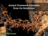 Animal Teamwork Examples from the Rainforest Distance Lear