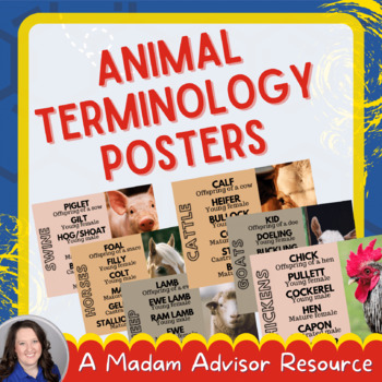 Preview of Animal Terminology Posters