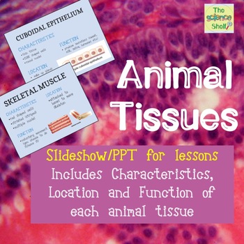Preview of Animal Tissues Slideshow (Complete Lesson)