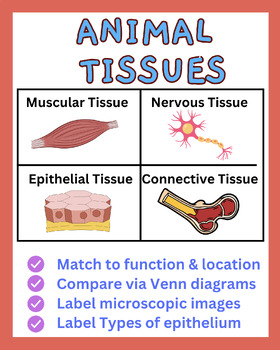 Preview of Animal Tissues Worksheets ( Muscular, Connective, Nervous & Epithelia)