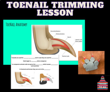 Preview of Animal Toenail Trimming Lesson/Lab