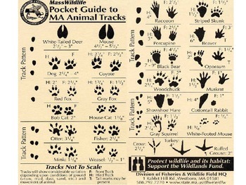 Field Guide to Animal Tracks and Scat of California by Lawrence