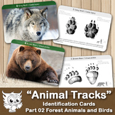 Animal Tracks / Footprints Identification Cards. Forest An