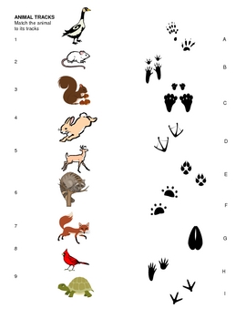 Animal Tracks Matching Sheet for pre-k, kindergarten, 1st, 2nd | TpT