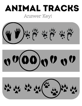 Animal Tracks Worksheet Bundle Identify Animal Tracks Educational