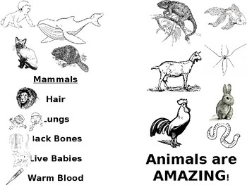 Animal Types by Teach Destiny | Teachers Pay Teachers