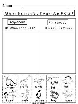 Animal Worksheets for Kids Next Generation Science Standards by 123kteach