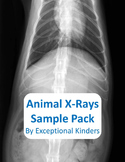 Animal X-Ray Images Free Sample